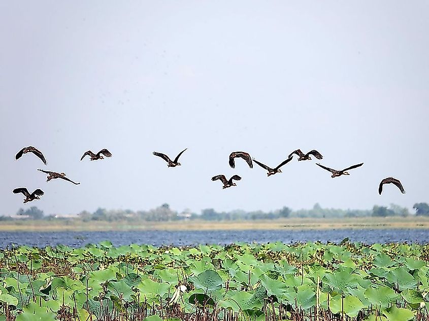 Flock of whistling ducks flying over Bueng Boraphet, the largest freshwater swamp and lake in Nakhon Sawan province, Thailand.