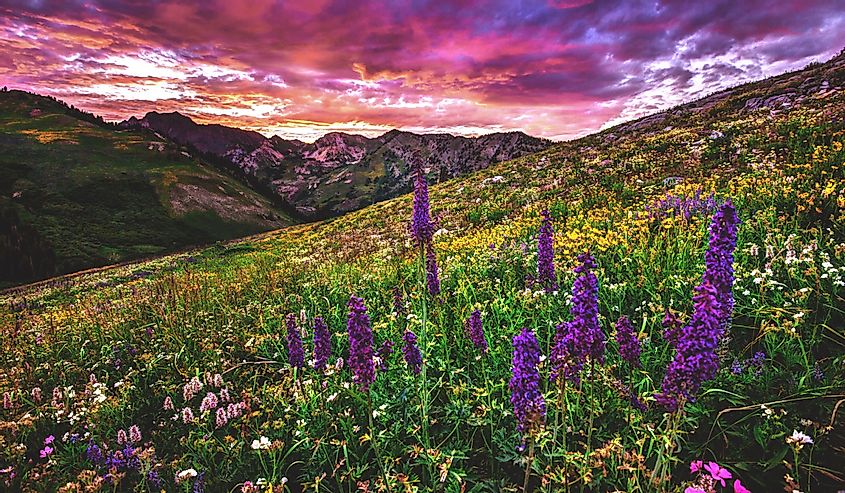 Летом альпийские полевые цветы цветут в море красок в Альбион-Бейсин в Альте, в горах Уосатч в штате Юта