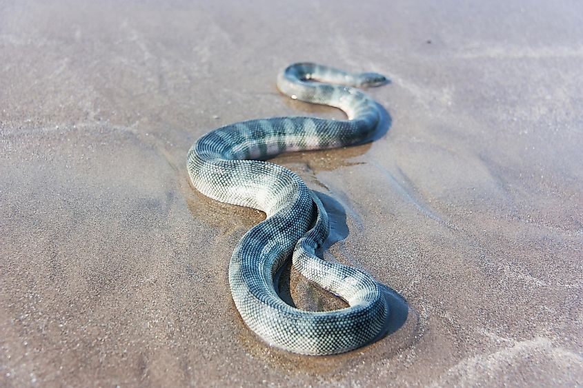 Hook-nosed sea snake
