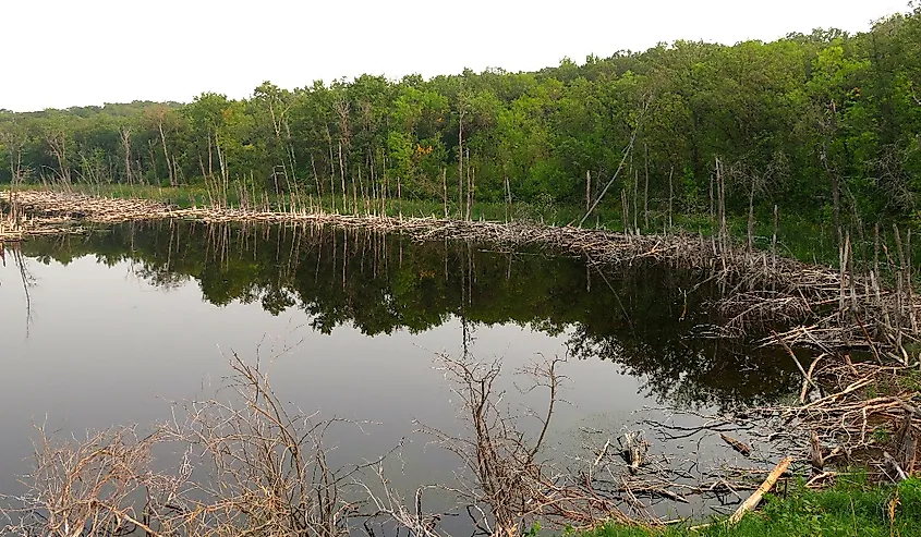 Pond in Turtle Mountain area near Bottineau, North Dakota