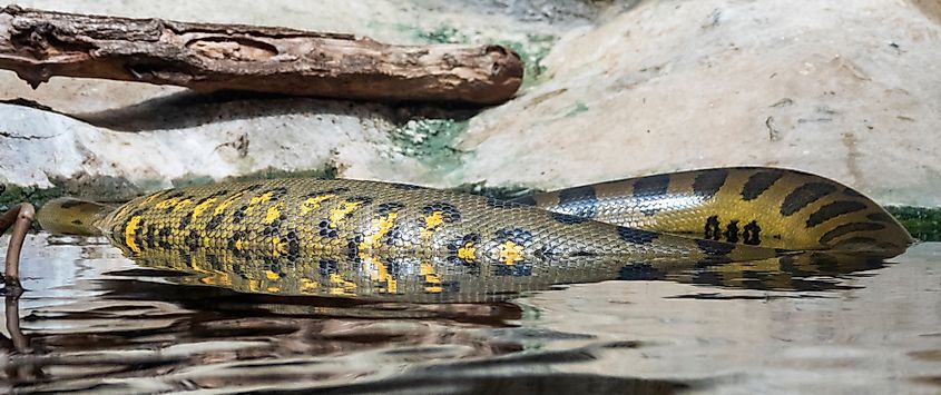 A green anaconda in the water.