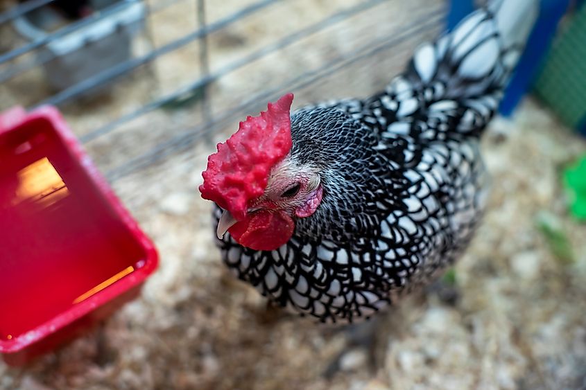 A chicken being shown at the Sussex County Farm Show in New Jersey.