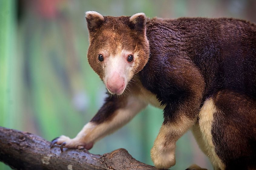 10 Fascinating Arboreal Mammals - WorldAtlas 10 Fascinating Arboreal Mammals - WorldAtlas