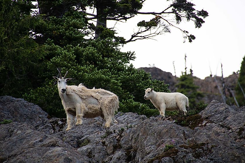 Mountain goats frequent the highlands of the park. Phot by Brendan Cane