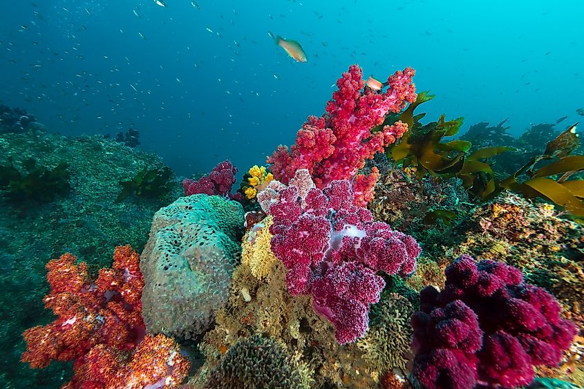 Colorful coral life in the Korea Strait.