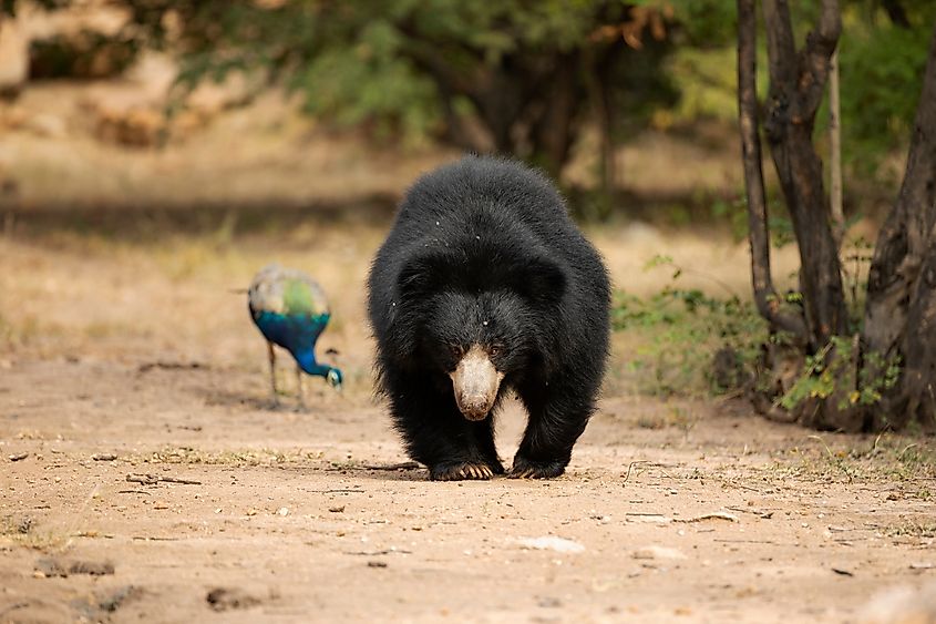 Sloth Bear, Searching for food