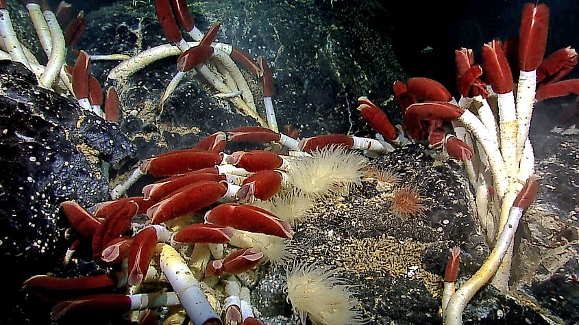 Tube worm colony at warm vent on Galapagos Rift.