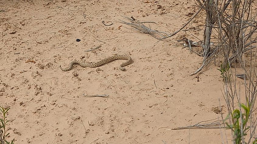 Great Basin Rattlesnake at Grand Staircase-Escalante National Monument. 