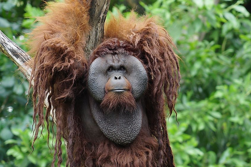 do orangutans visit their mothers
