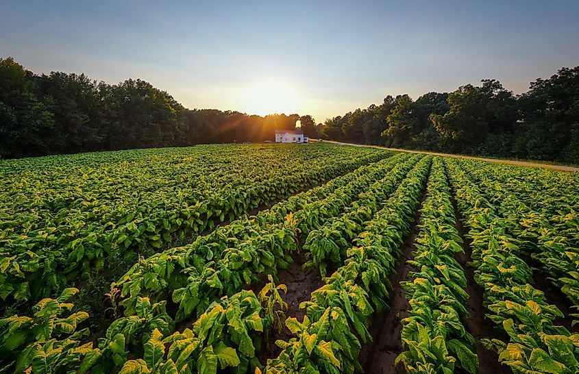 North Carolina Tobacco Field