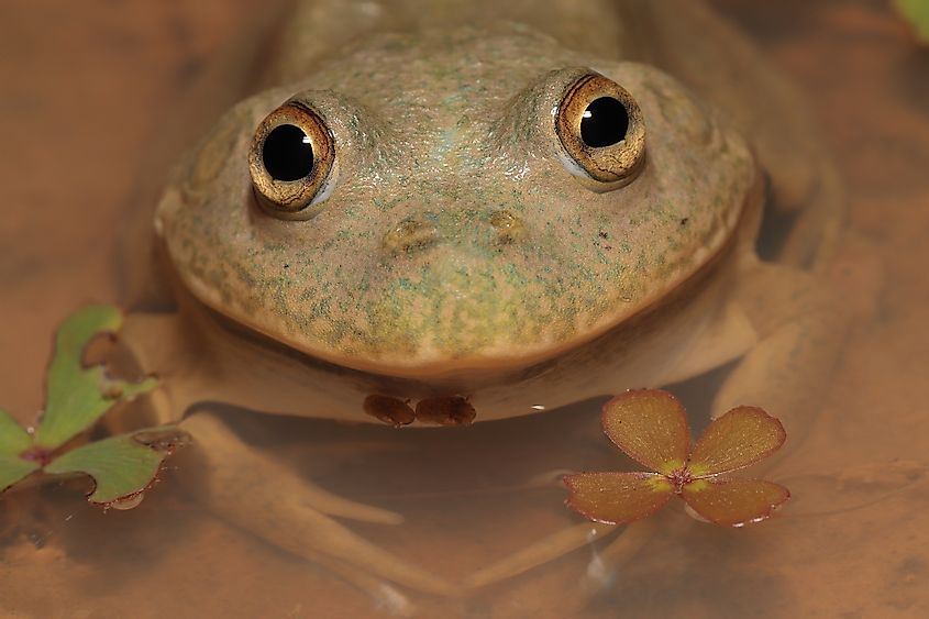 How Long Can Frogs Live Without Water 