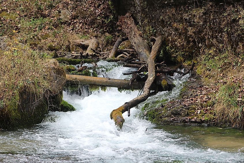 spring water falling over old trees in the Ozark National Scenic Riverways - Greer Spring, Mark Twain National Forest. Via Shutterstock / Ian Peter Morton