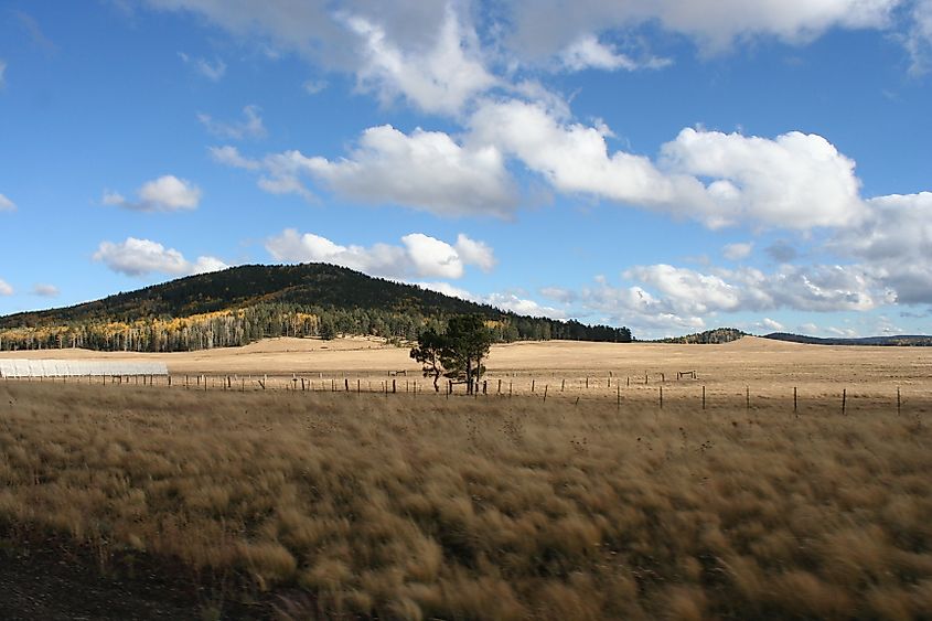 The White Mountains near Greer, Arizona