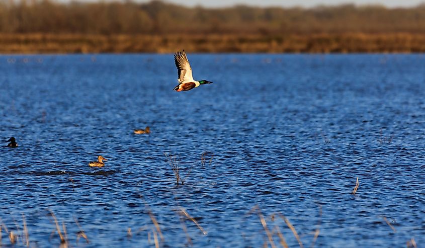 Wild wood duck within the wildlife management area in Bald Knob, Arkansas.