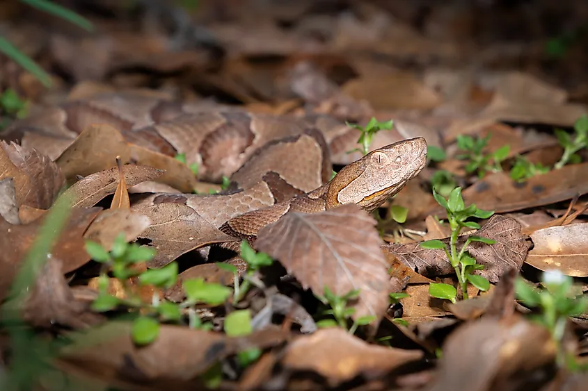 Camouflaged copperhead in Eastern Texas.