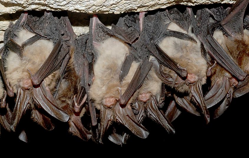 Hibernating Virginia big-eared bats, Pendleton County, West Virginia