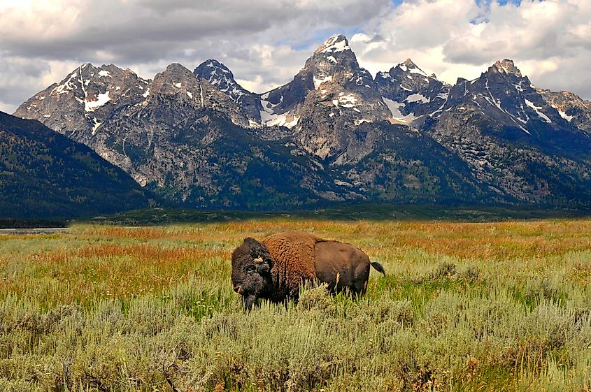 Buffalo in Grand Teton National Park, Wyoming (Editorial credit: Dennis MacDonald / Shutterstock.com)