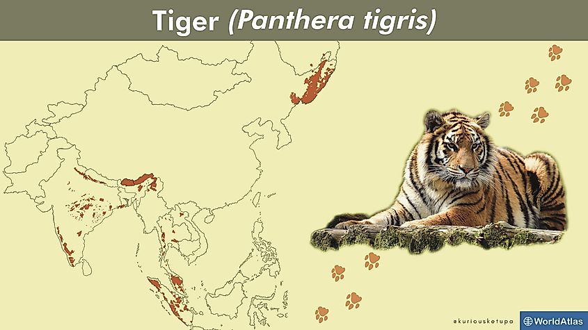 Tiger range map