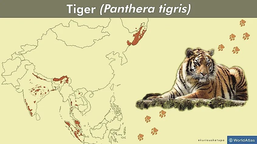 Worldatlas.com on X: Myth: Siberian tigers are the largest tiger