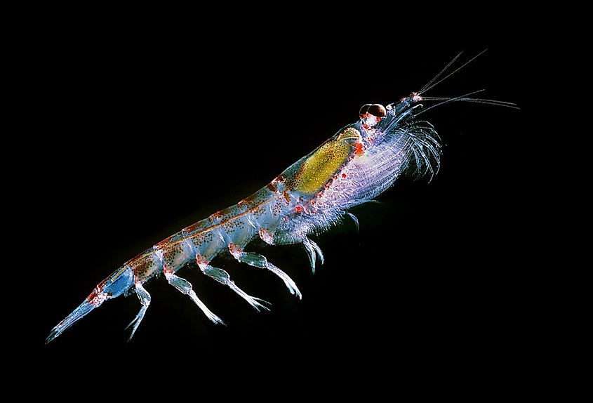 Antarctic krill (Euphausia superba) are a keystone species of the food web.