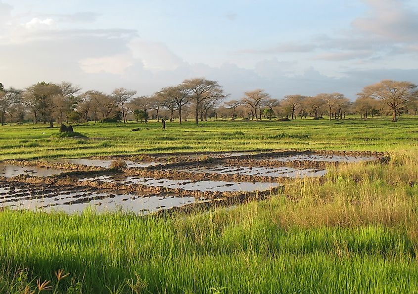 Rice fields in Senegal.