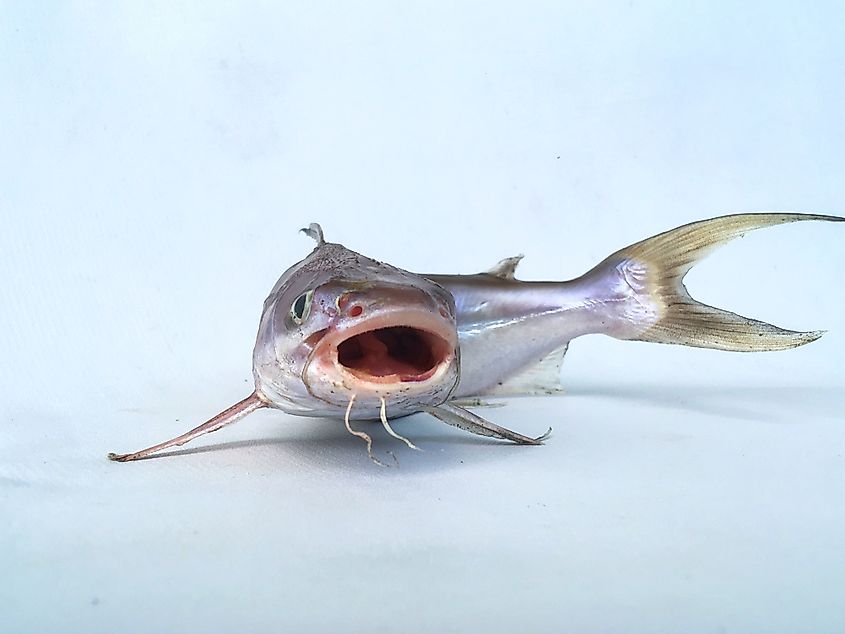 Gafftopsail catfish (Bagre marinus) 