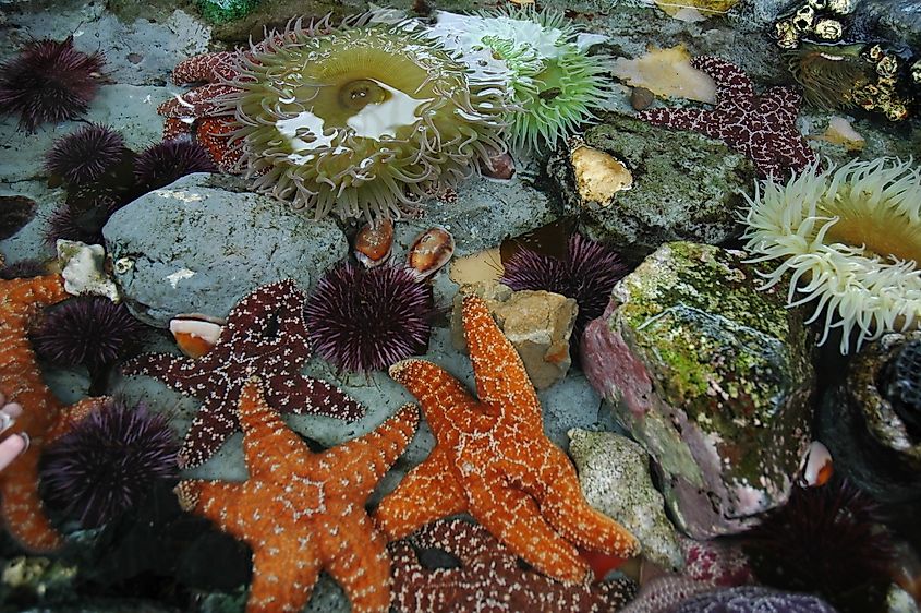 Tide pools animals