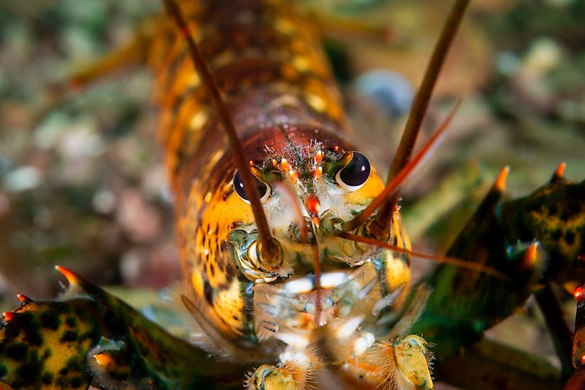 An American lobster foraging along a rocky ocean bottom.