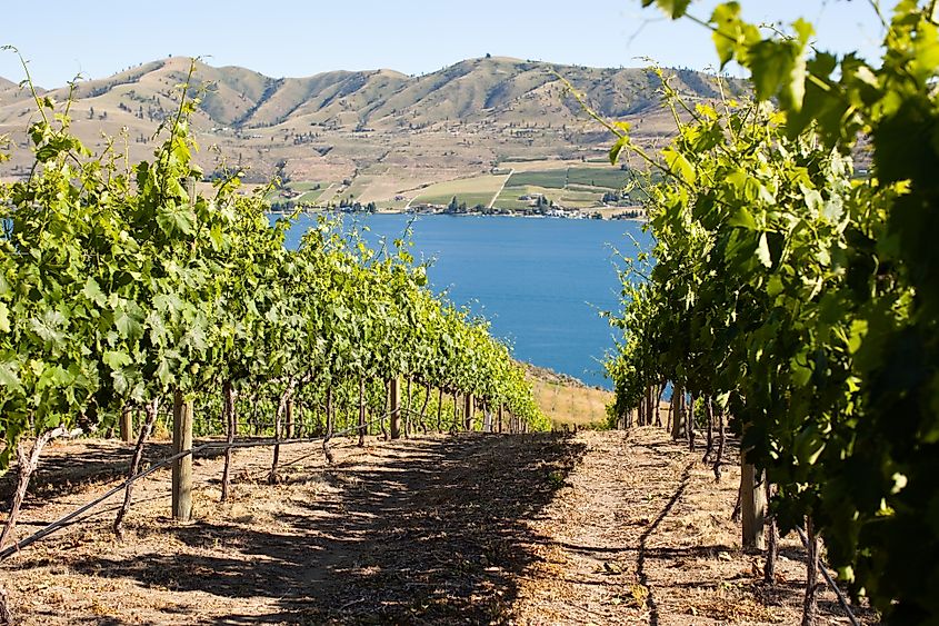 Vineyard in Chelan, Washington.
