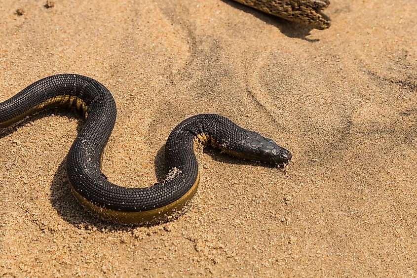 A yellow-bellied sea snake.