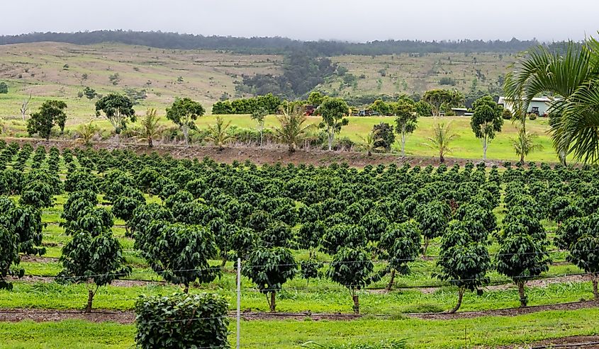 Photo of rows of coffee bean plants on a Big Island coffee farm.