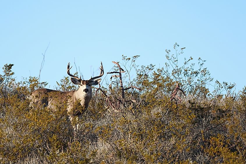 Mule deer buck standing among the dense desert brush in Big Bend Ranch State Park, Texas