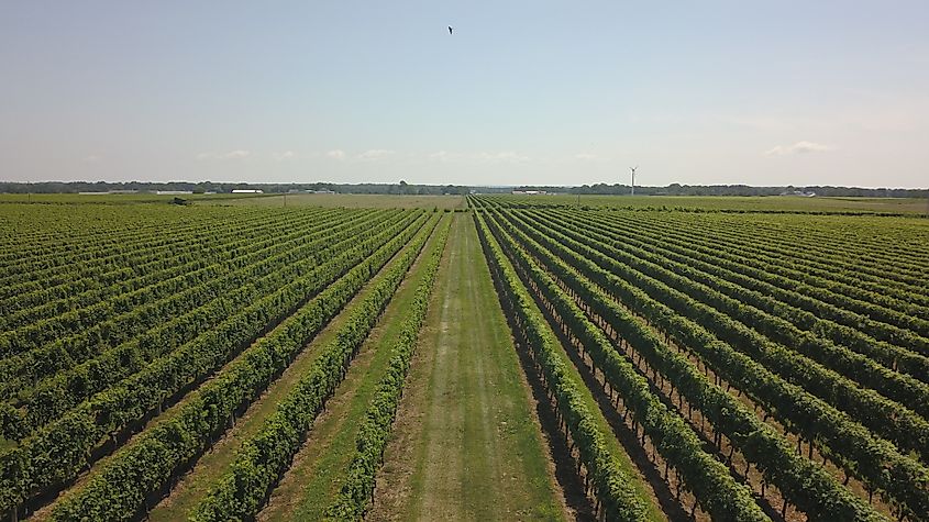 Vineyards on the North Fork of Long Island, along the Route 25 drive from Riverhead to Orient Point.