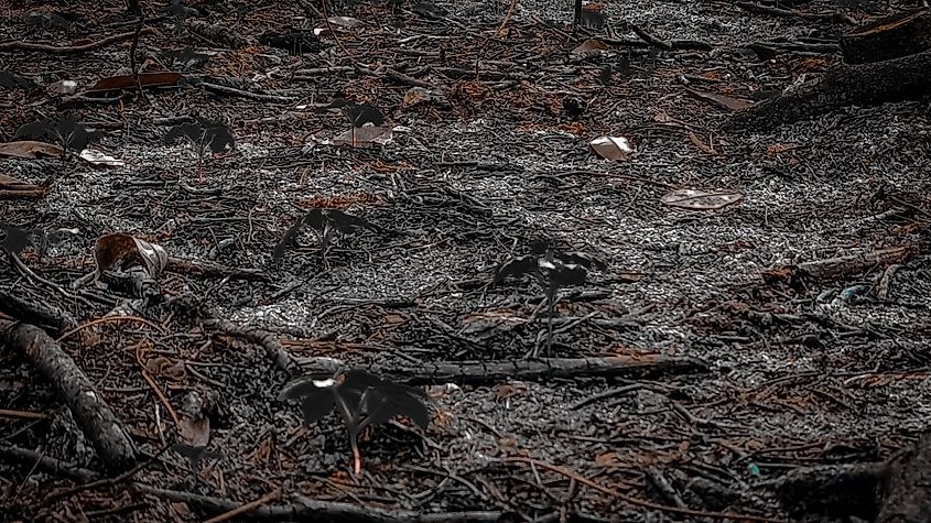 Close-up of charred wood logs and black ash on the ground after a devastating forest fire.