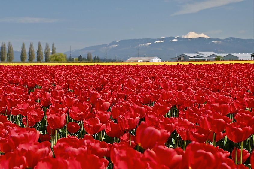 Vibrant Tulip Fields in Full Bloom, Skagit Valley, Mount Vernon, WA.