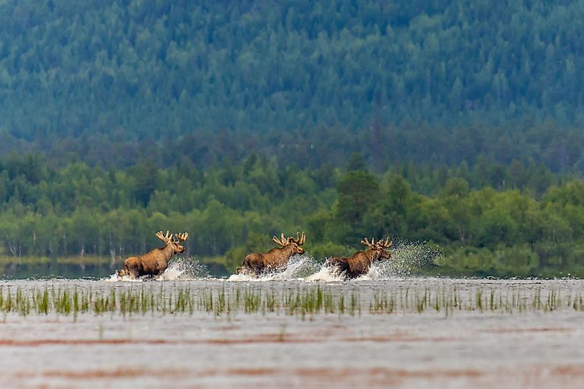 Adult male elks crossing the river