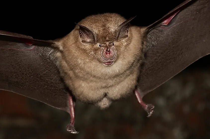 Greater horseshoe bat