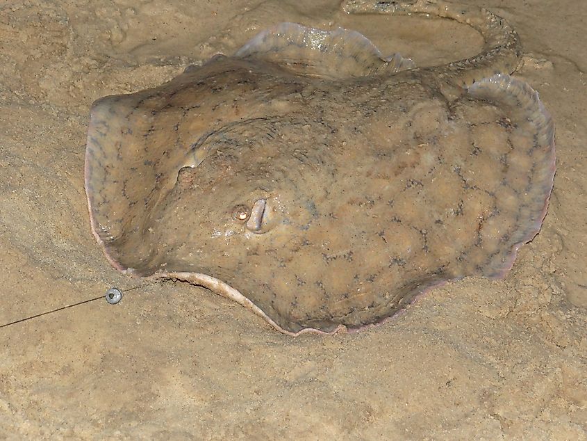 Smooth-back River Ray (Potamotrygon orbignyi). Editorial credit: By Carlos Ruiz - https://www.inaturalist.org/photos/28658424, CC BY 4.0, https://commons.wikimedia.org/w/index.php?curid=126014642