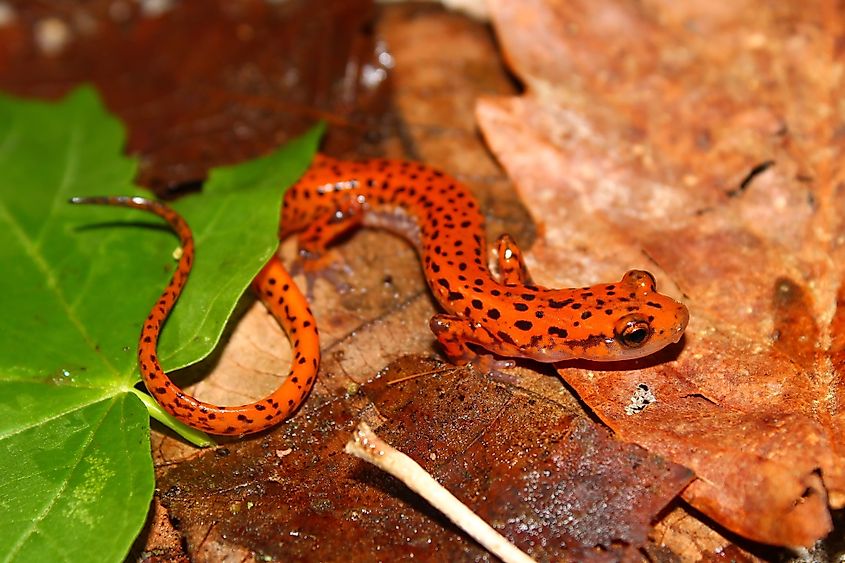 A cave salamander in the wild.