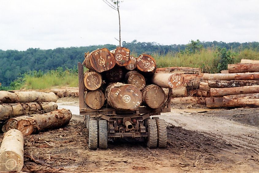 An industrial logging operation in the Congo Basin.