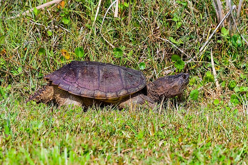 A large Snapping Turtle crawls through the grass on the shore of a pond in Florida
