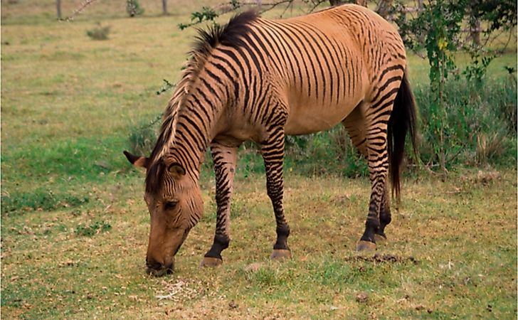 10 Examples Of Genetic Hybrids - WorldAtlas 10 Examples Of Genetic Hybrids - WorldAtlas
