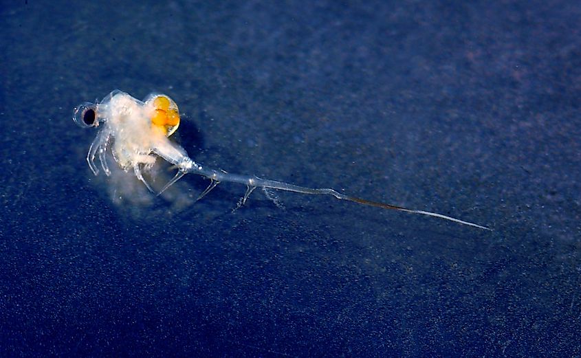 Spiny waterflea (Credit: Great Lakes Clean Marina via Flickr)
