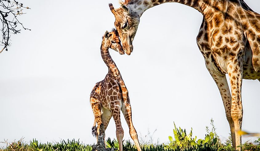 Gentle moment between a mother giraffe and her baby. Game park, South Africa