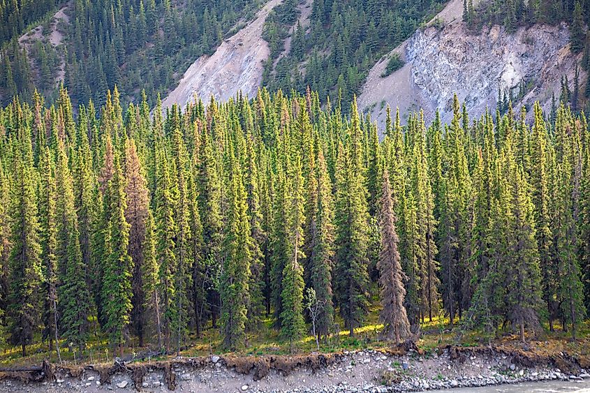 Lodgepole pines can grow to about 75 feet tall.