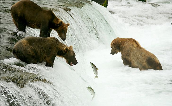 Grizzly bears fishing for salmon, Brooks Falls, Katmai NP, Alaska