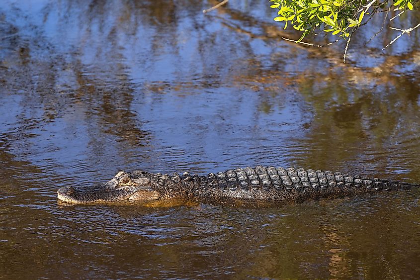 Jekyll Island alligator