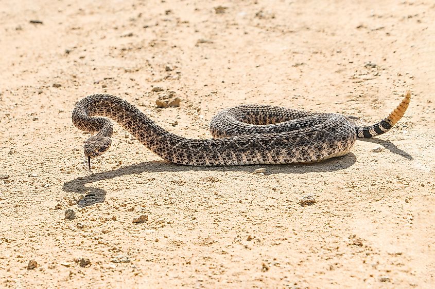 Crotalus atrox, western diamondback rattlesnake.