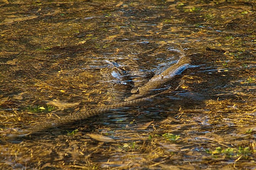 Alligator Gar in shallow water