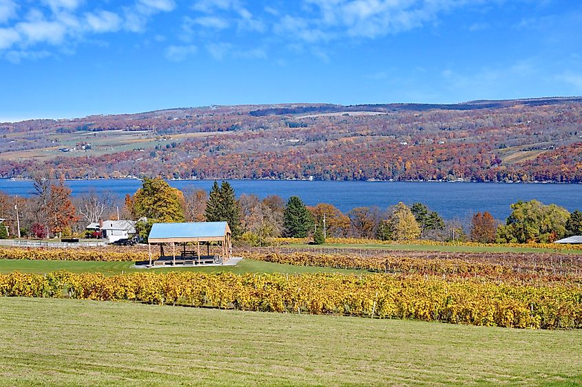 Seneca Lake in the Finger Lakes, with leaves on grape vines changing to bright fall colors